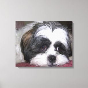 Shih Tzu Hund Canvastryck