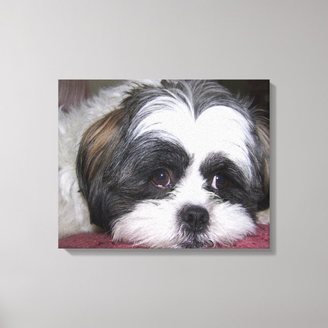 Shih Tzu Hund Canvastryck (Framsida)