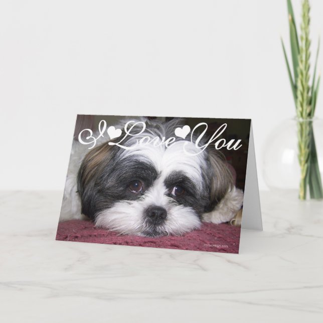 Shih Tzu Hund Foto Bild Jag Älskar Dig Kort (Framsida)