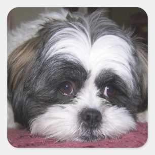 Shih Tzu Hund Fyrkantigt Klistermärke