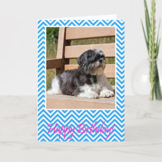 Shih Tzu Hund Grattis på födelsedagen-hälsningskor Kort