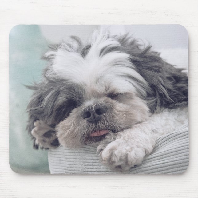 shih tzu, hund, husdjur musmatta (Framsidan)
