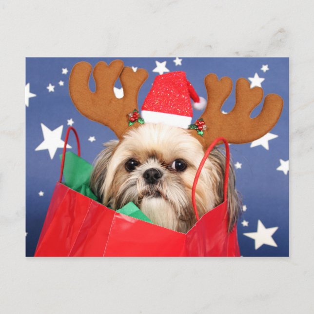 Shih Tzu hund i ett rött shopping bag Vykort (Framsida)