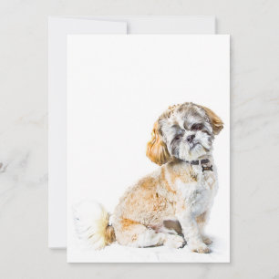 Shih Tzu-Hund inbjudan