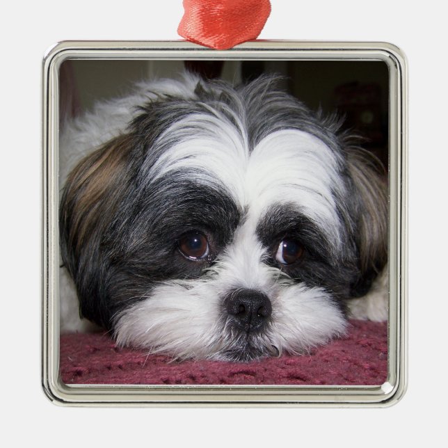 Shih Tzu hund Julgransprydnad Metall (Framsidan)