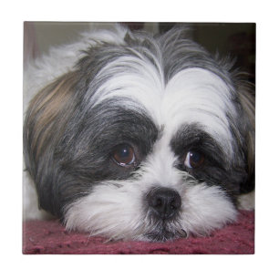 Shih Tzu hund Kakelplatta