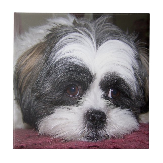 Shih Tzu hund Kakelplatta (Framsidan)