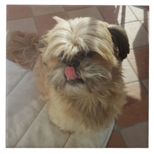 Shih Tzu-hund keramik Kakelplatta