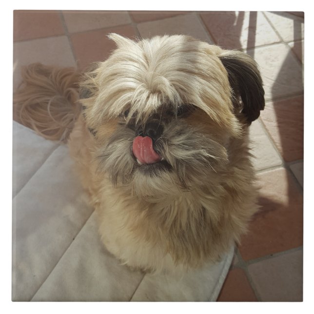 Shih Tzu hund keramisk panel Kakelplatta (Framsidan)
