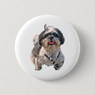 Shih Tzu hund Knapp
