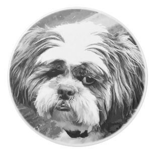 SHIH TZU HUND KNOPP