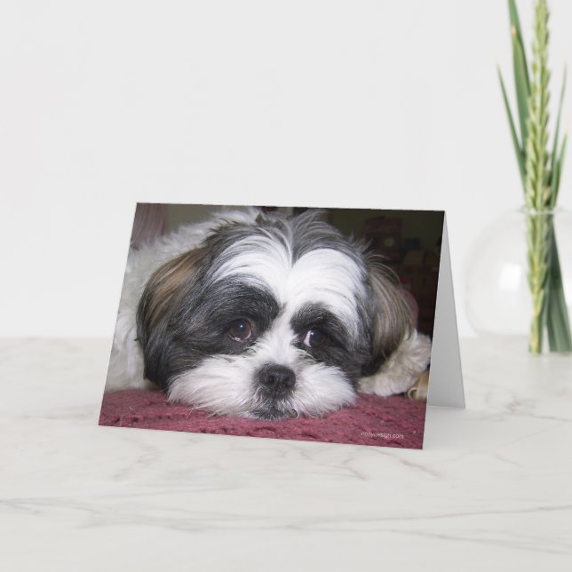 Shih Tzu hund Kort (Framsida)