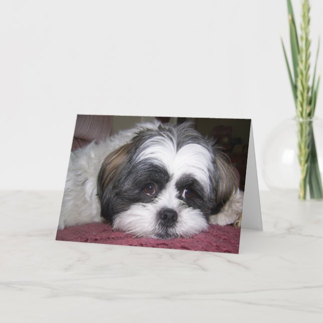 Shih Tzu Hund Kort (Framsida)