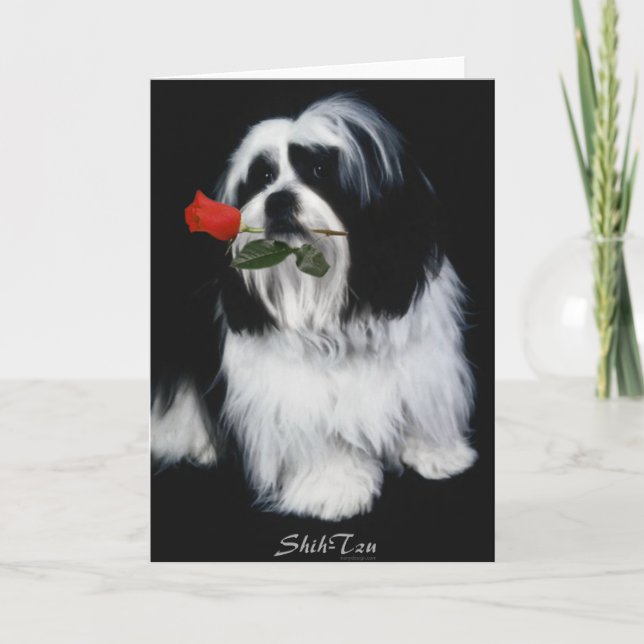 Shih Tzu-Hund Kort (Framsida)