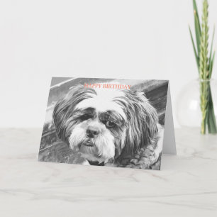 SHIH TZU HUND KORT