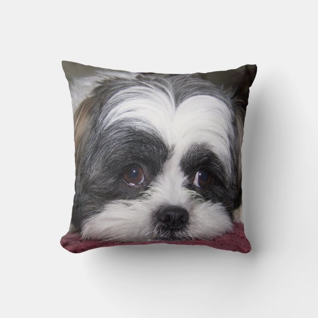 Shih Tzu hund Kudde (Framsida)