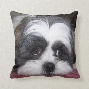 Shih Tzu hund Kudde