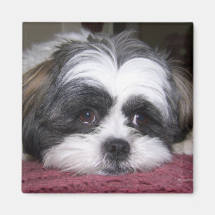 Shih Tzu hund Magnet