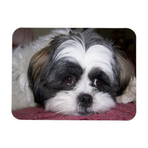 Shih Tzu hund Magnet