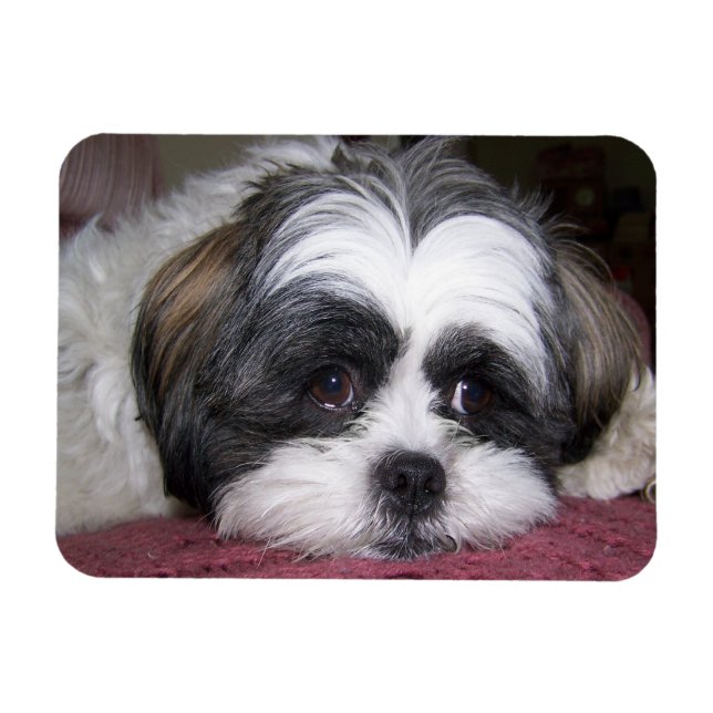 Shih Tzu Hund Magnet (Horisontell)