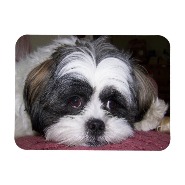 Shih Tzu Hund Magnet (Horisontell)