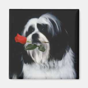Shih Tzu-Hund Magnet