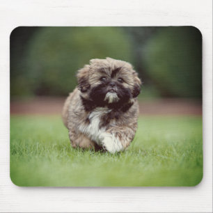 Shih tzu, Hund, marionett Musmatta