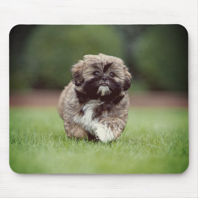 Shih tzu, Hund, marionett Musmatta (Framsidan)