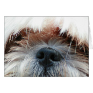 shih tzu hund mariy söta ansikte bild-gåvor hälsningskort
