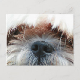 shih tzu hund mariy söta ansikte bild-gåvor vykort