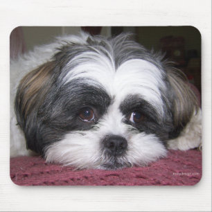 Shih Tzu Hund Musmatta