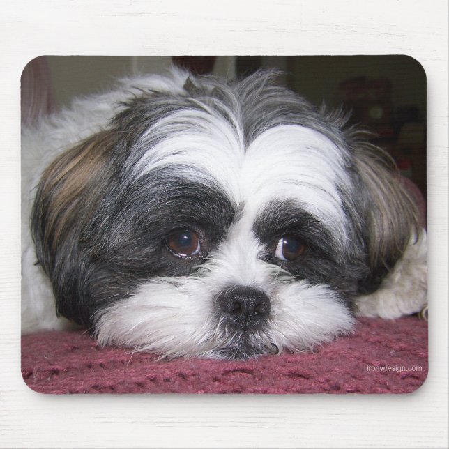 Shih Tzu Hund Musmatta (Framsidan)