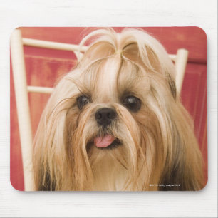 Shih-tzu hund musmatta