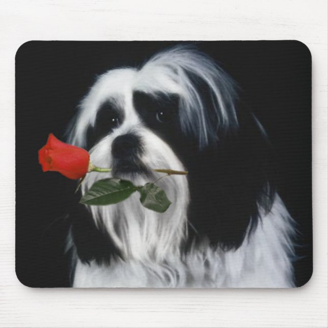 Shih Tzu-Hund Musmatta (Framsidan)