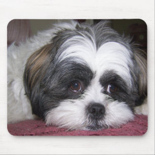 Shih Tzu hund Musmatta