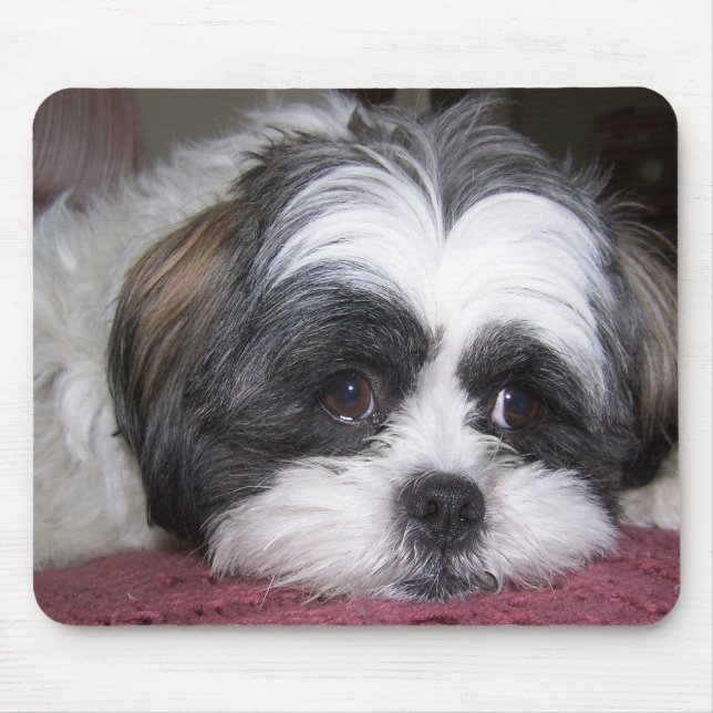 Shih Tzu hund Musmatta (Framsidan)