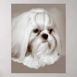 Shih Tzu Hund Porträtt Poster