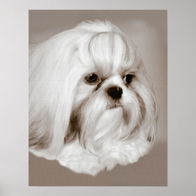 Shih Tzu Hund Porträtt Poster (Framsidan)