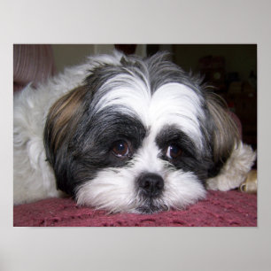 Shih Tzu hund Poster