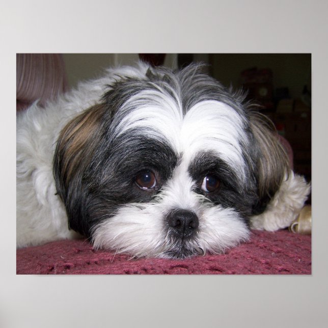 Shih Tzu Hund Poster (Framsidan)