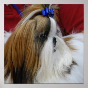 Shih Tzu Hund Poster