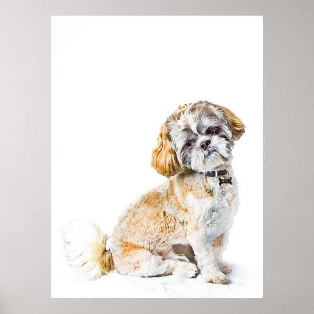 Shih Tzu-Hund Poster/skriver ut Poster (Framsidan)