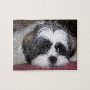 Shih Tzu hund Pussel