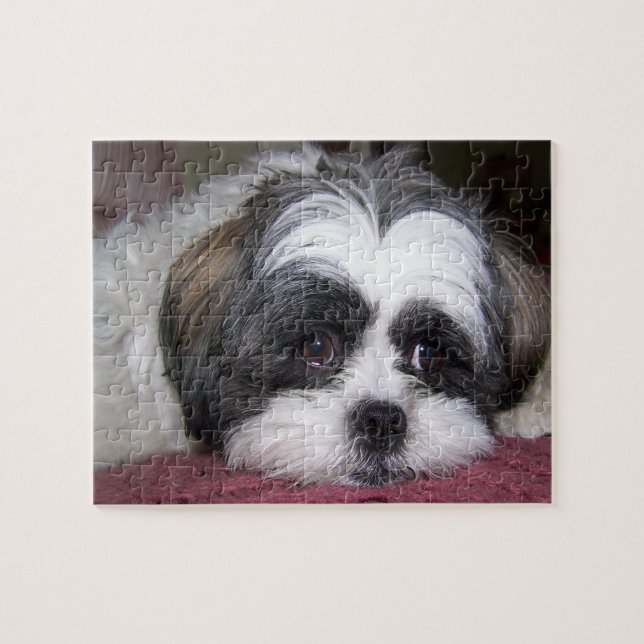 Shih Tzu hund Pussel (Horisontell)