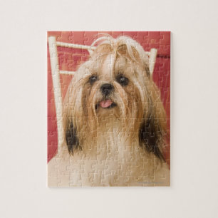 Shih-tzu hund pussel