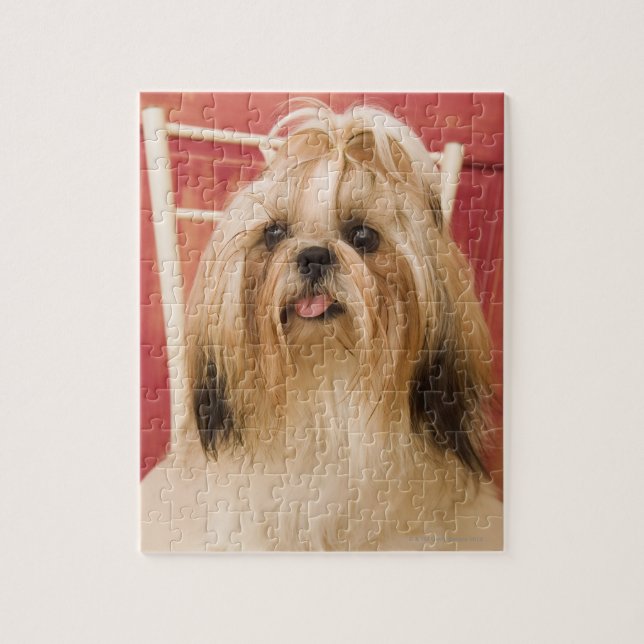 Shih-tzu hund pussel (Vertikal)