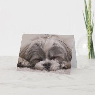Shih Tzu Hund Sleeping Kort