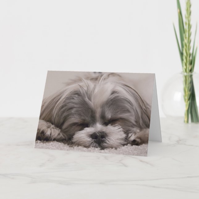 Shih Tzu Hund Sleeping Kort (Framsida)