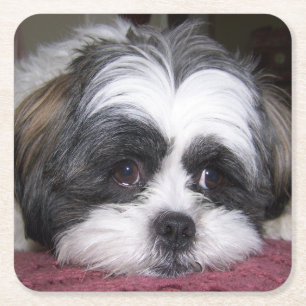 Shih Tzu hund Underlägg Papper Kvadrat