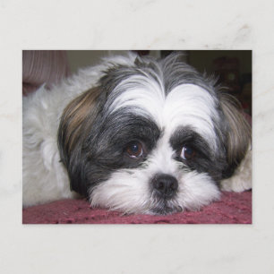 Shih Tzu Hund Vykort